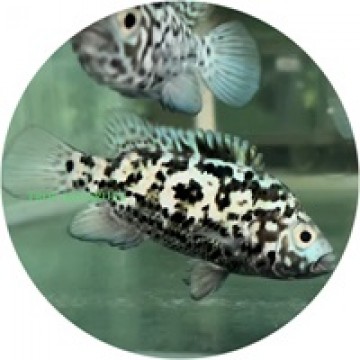 Cuban cichlid care sale